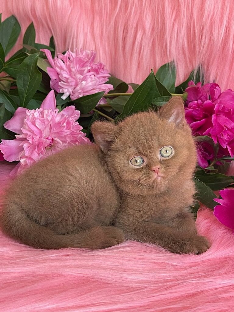 Zara British Shorthair Female (Available) $3300