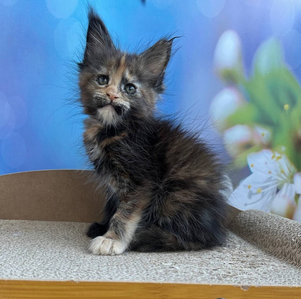 Hmara Mainr Coon Female (Available) $2650