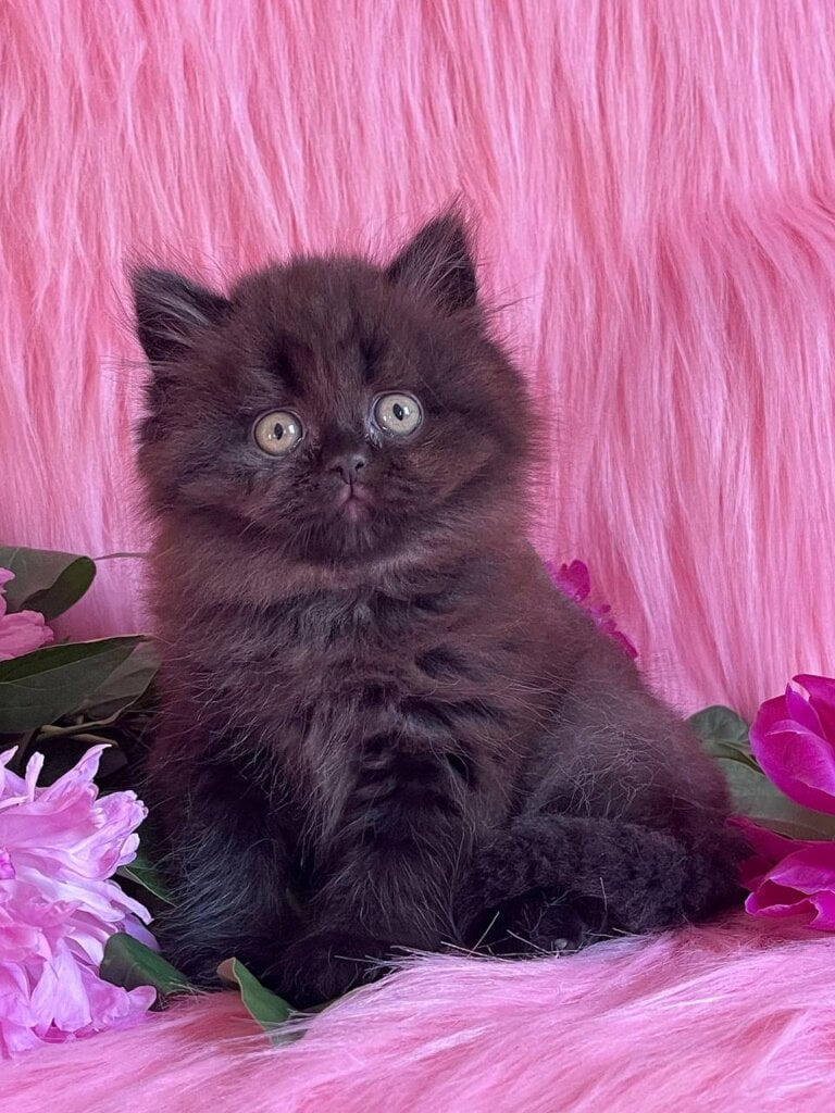 Zedan British Longhair Male (Available) $3000