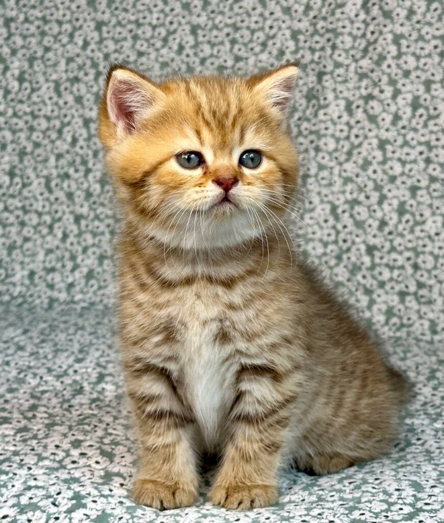 Storm British Shorthair Male (Available) $2900