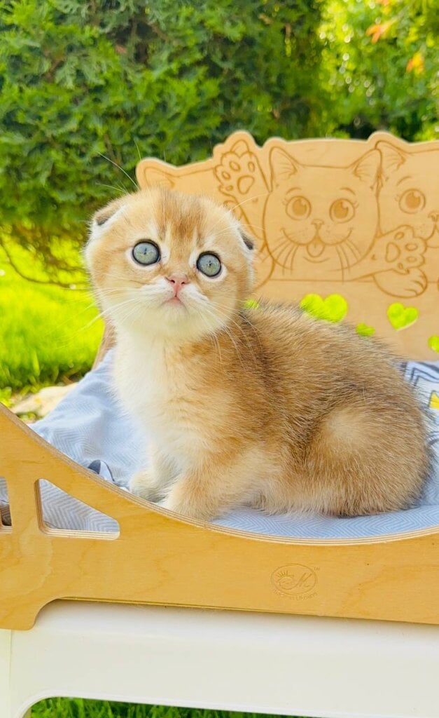 Covu Scottish Fold Male (Available) $2600