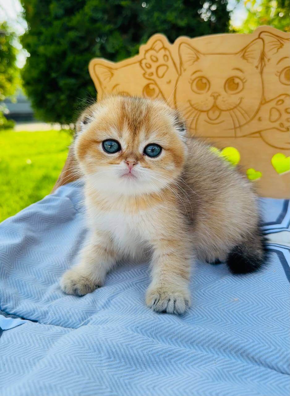 Bruno Scottish Fold Male (Available) $2600