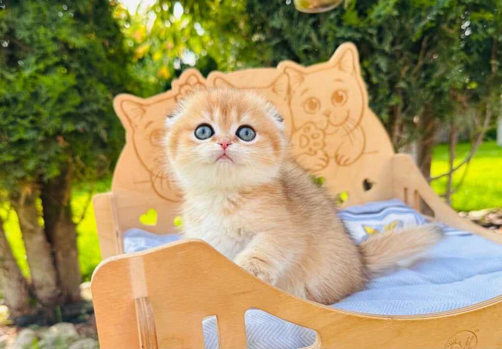 Betty Scottish Fold  Female (Available) $2700