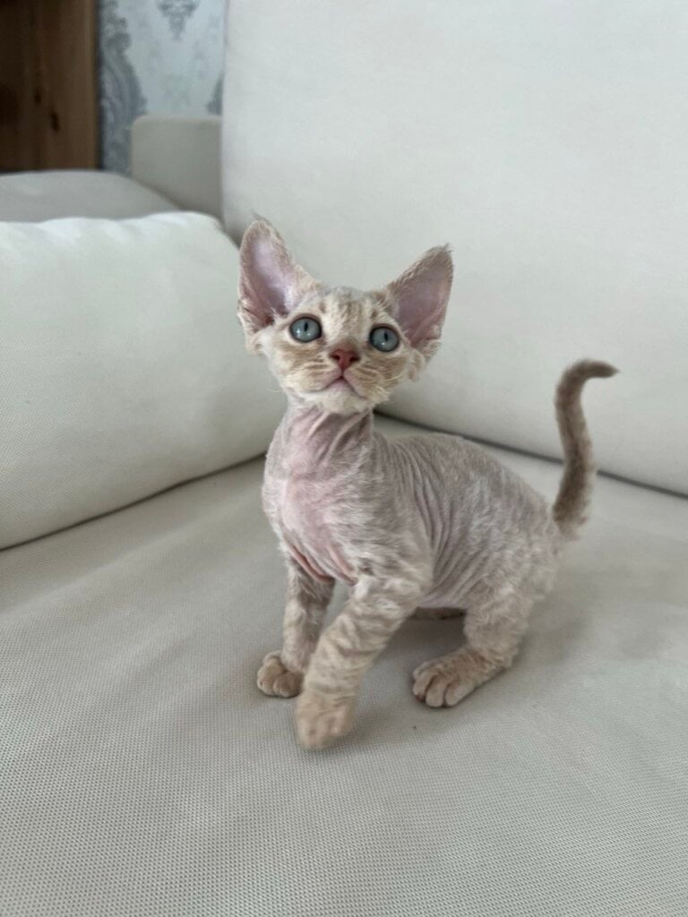 Adel Devon Rex Female (Available) $3400