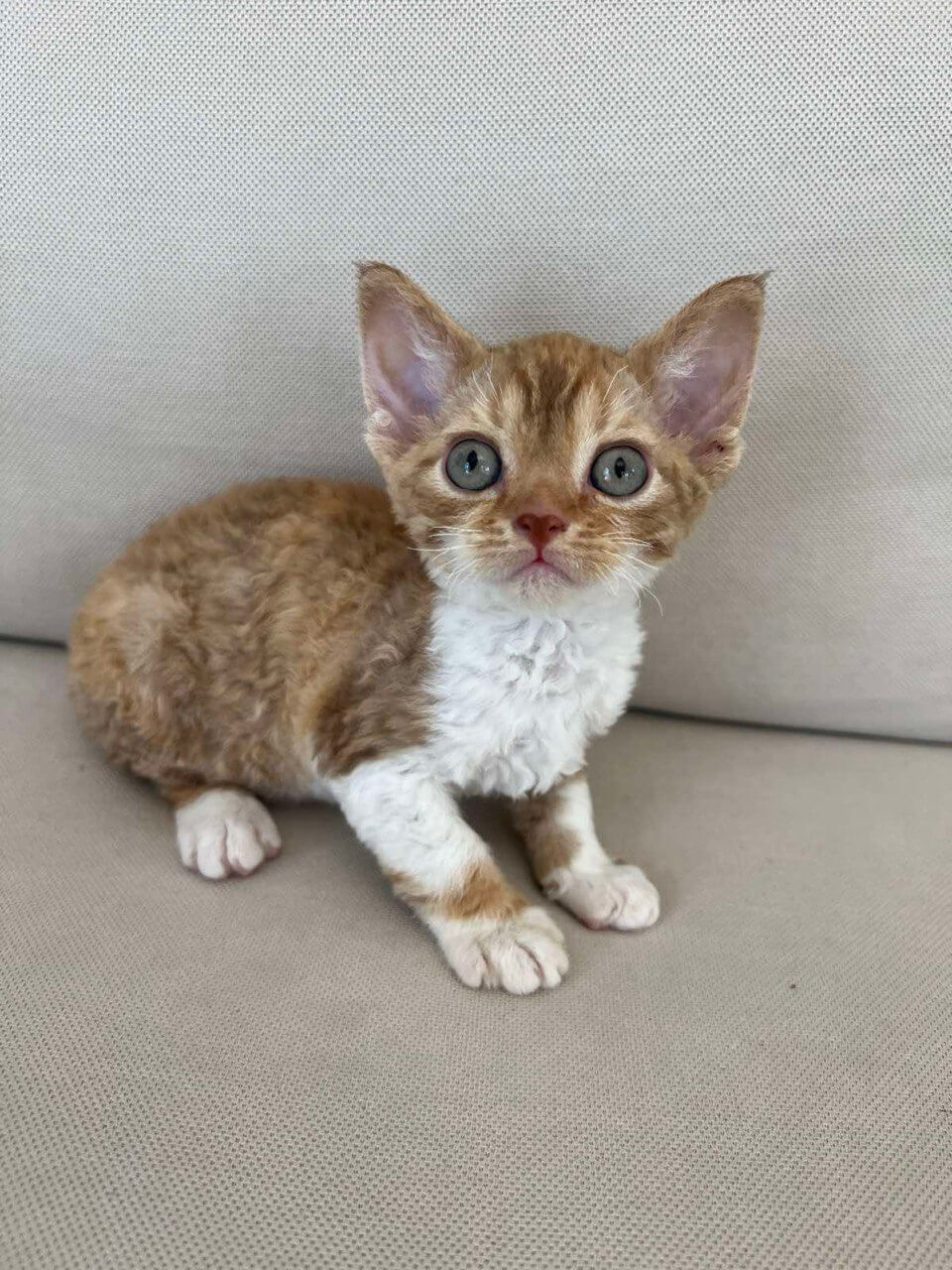 Ayra Devon Rex Female (Available) $3400