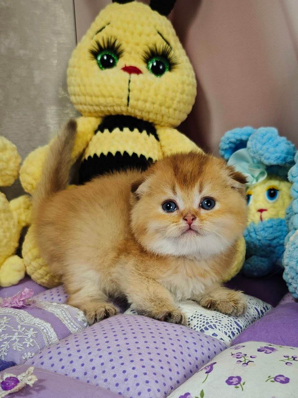 Jaz Scottish Fold Male (Available) $2700