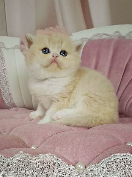 Milka British Shorthair Female (Available) $3000
