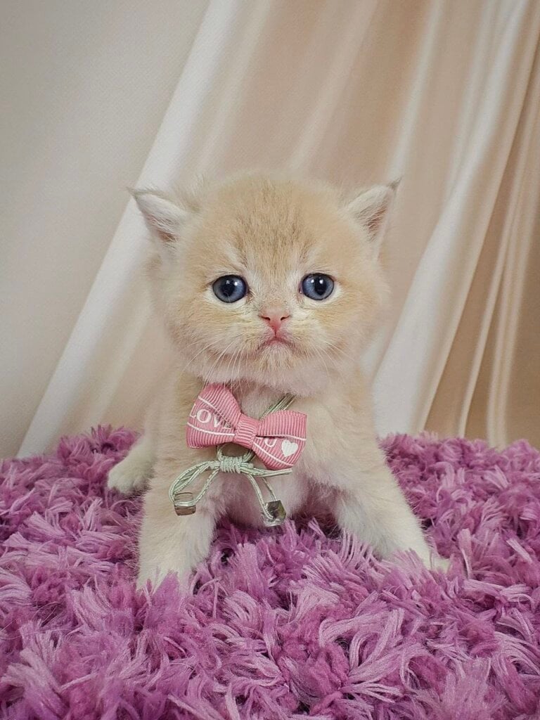 Maks British Shorthair Male (Available) $3000
