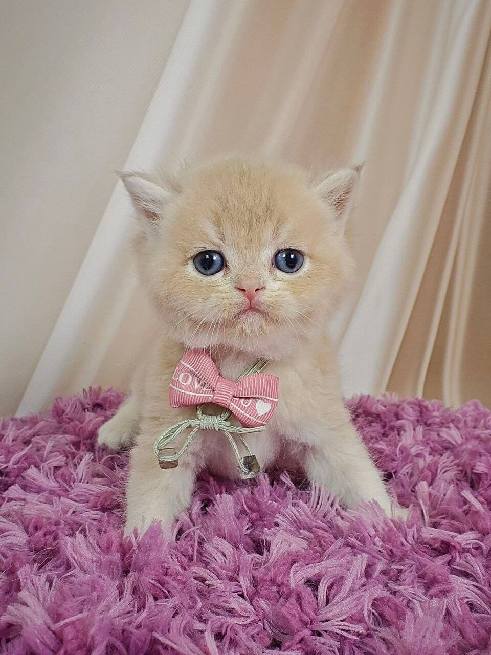 Maks British Shorthair Male (Available) $3000