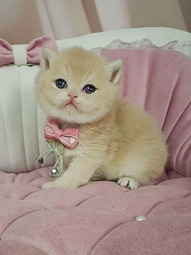 Major British Shorthair Male (Available) $3000