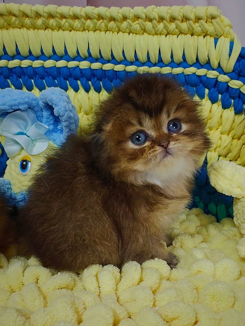 Nutella Scottish Fold Female (Available) $3400