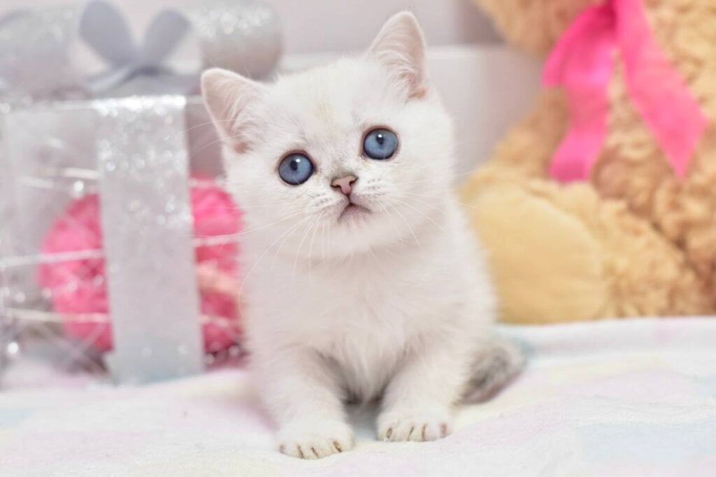 Cosmos British Shorthair Male (Available) $2700