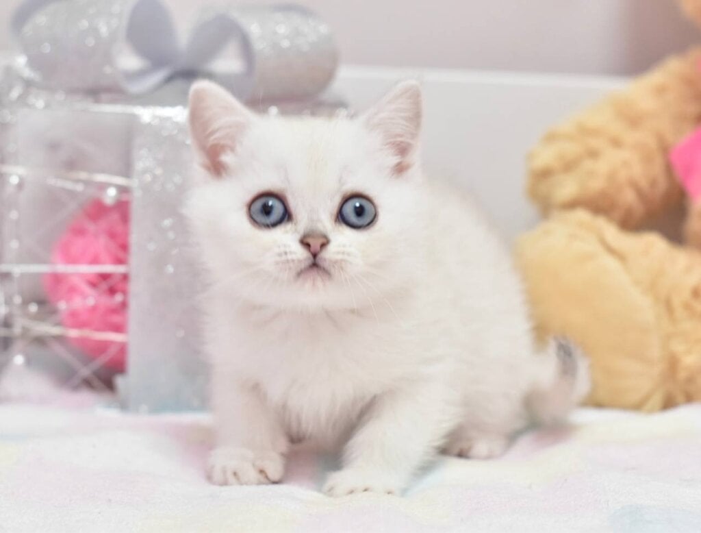 Chris British Shorthair Male (Available) $2700