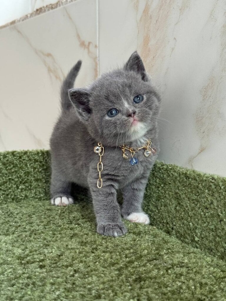 Blue Ocean British Shorthair Male (Available) $2800