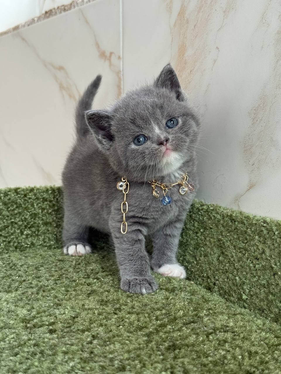 Blue Ocean British Shorthair Male (Available) $2800
