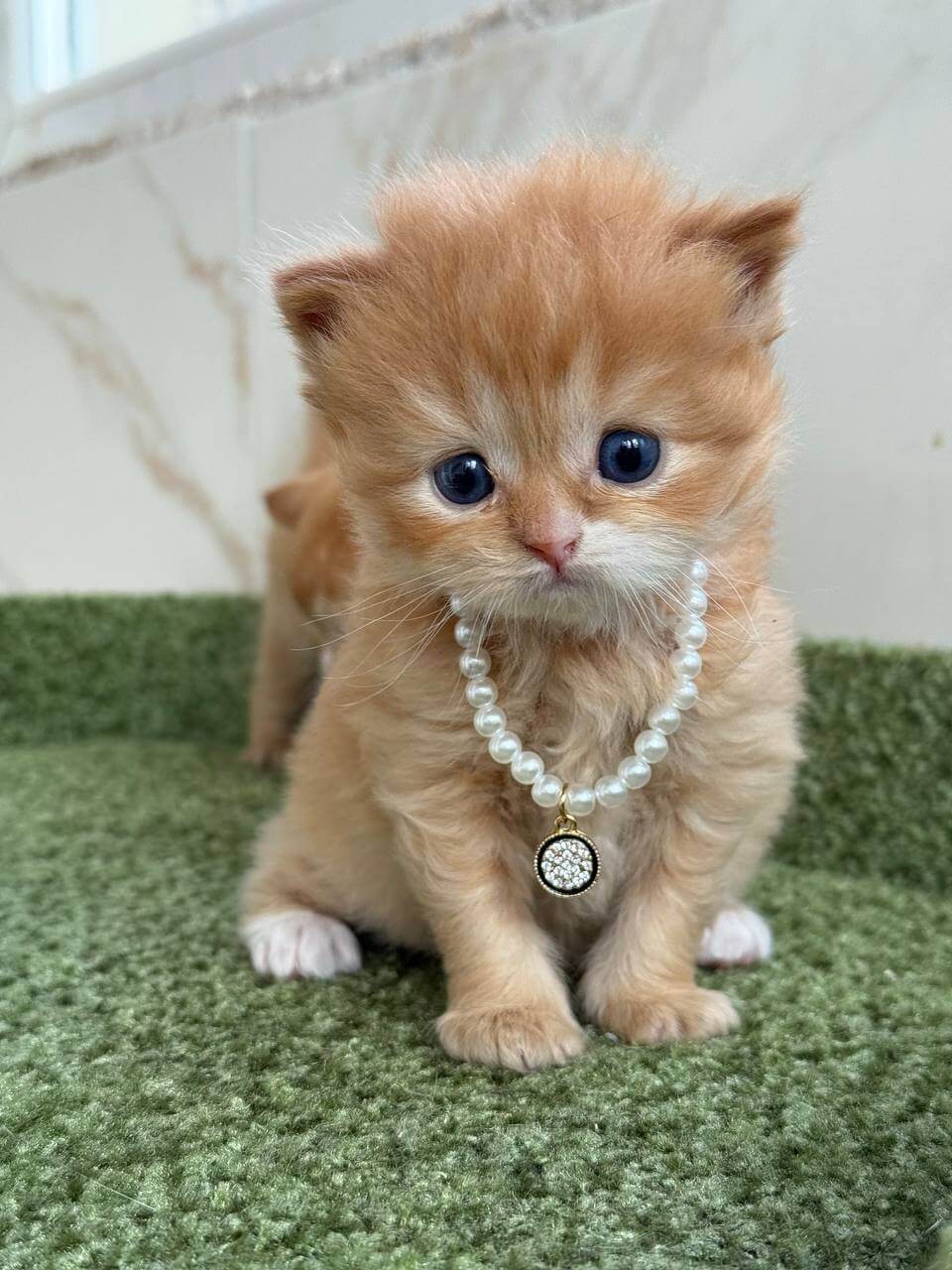 Lion British Longhair Male (Available) $3350