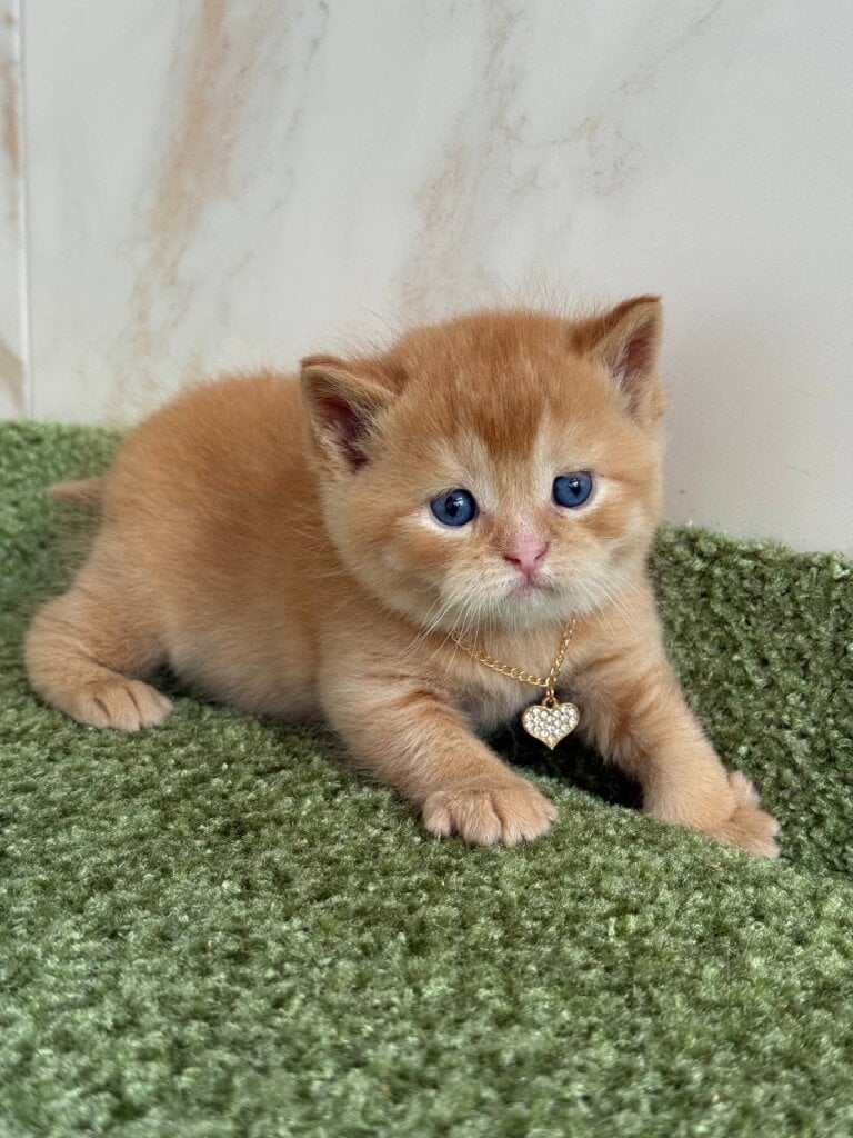 Hot Pepper British Shorthair Male (Available) $3400
