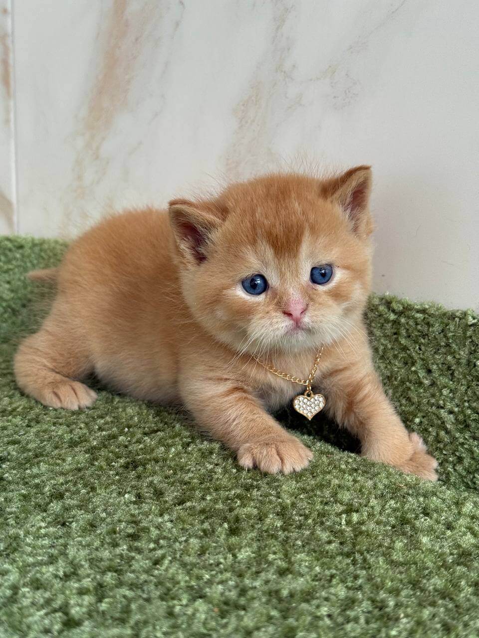 Hot Pepper British Shorthair Male (Available) $3400
