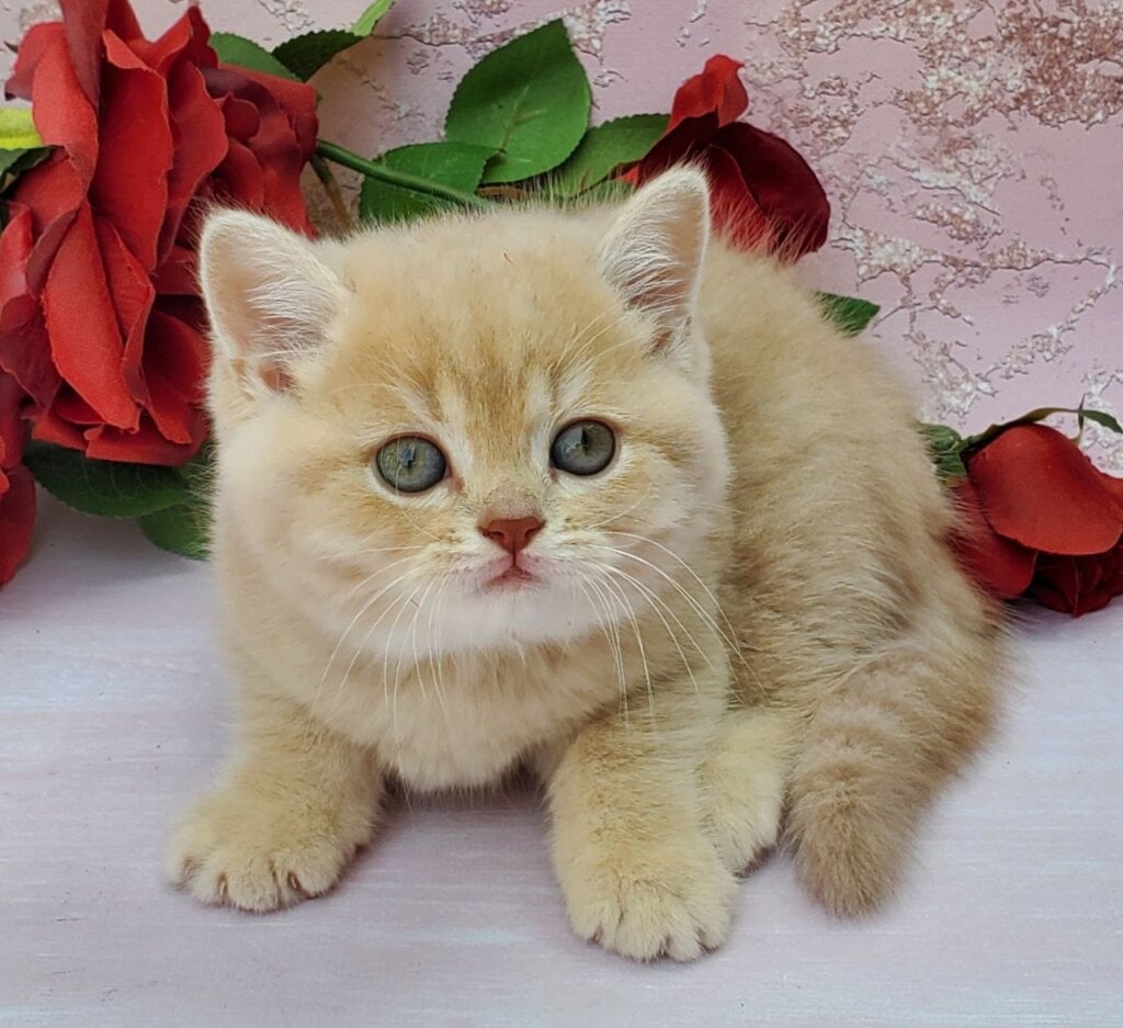Zephyr British Shorthair Male (Available) $3000