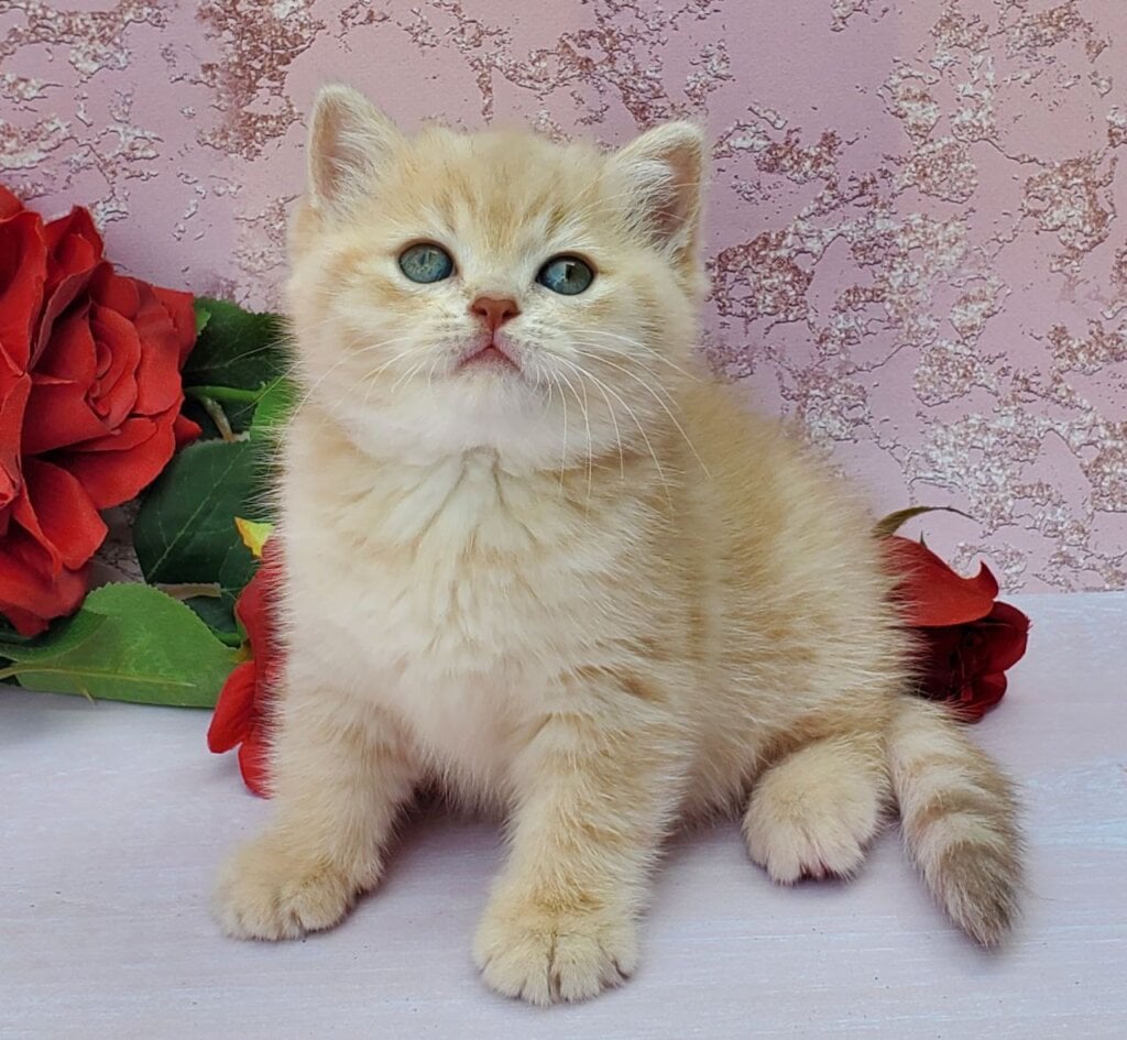 Zabava British Shorthair Female (Available) $2900