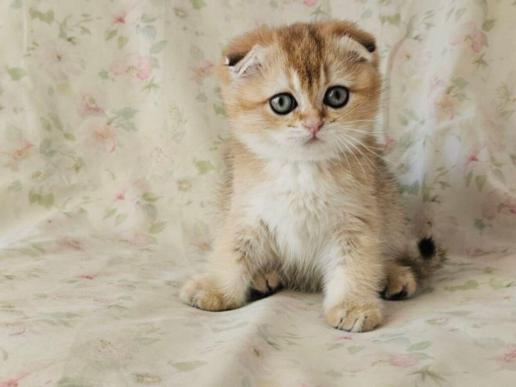 Millie Scottish Fold Female (Available) $2700