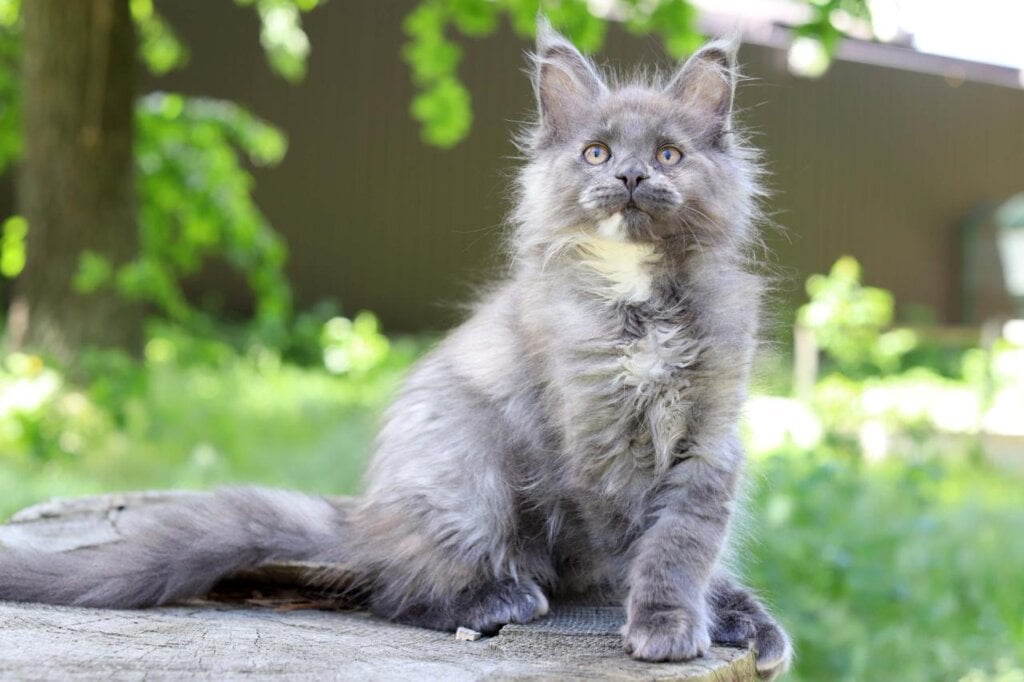 Katerina Maine Coon Female (Available) $2600