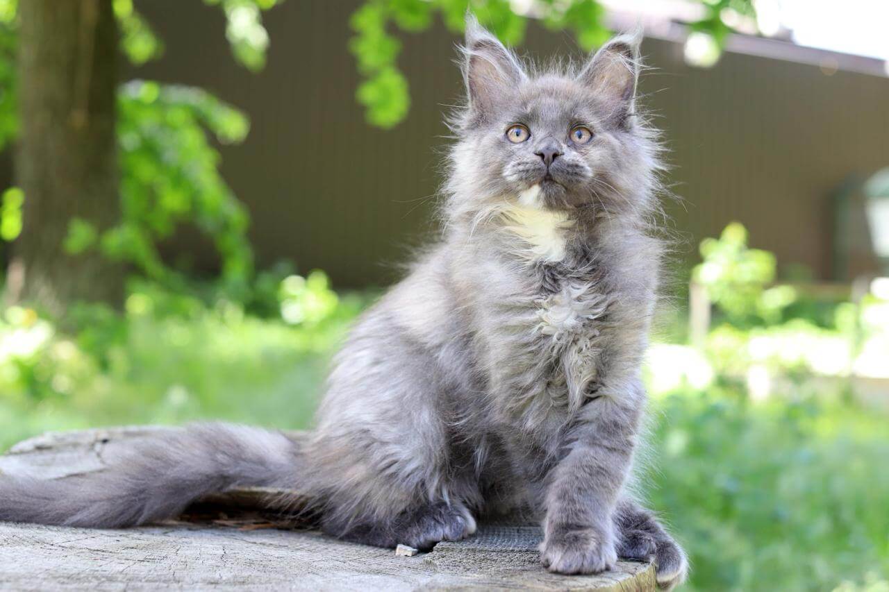 Katerina Maine Coon Female (Available) $2600