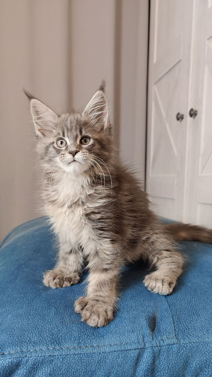 Infinity Maine Coon POLY Female (Available) $3400
