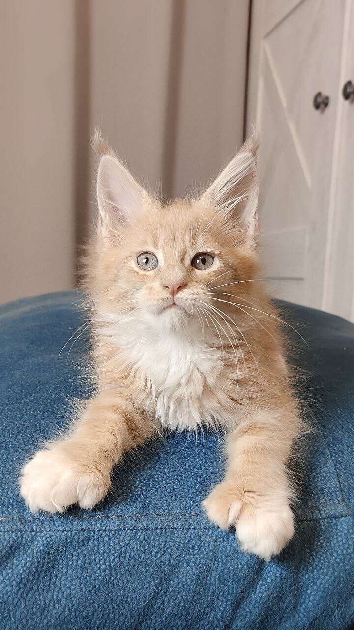 Jazz Maine Coon POLY Male (Available) $3400