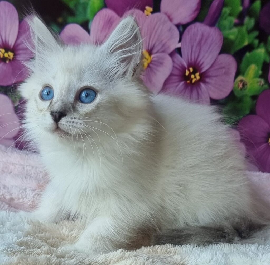 Nazariy Siberian Male (Available) $3000