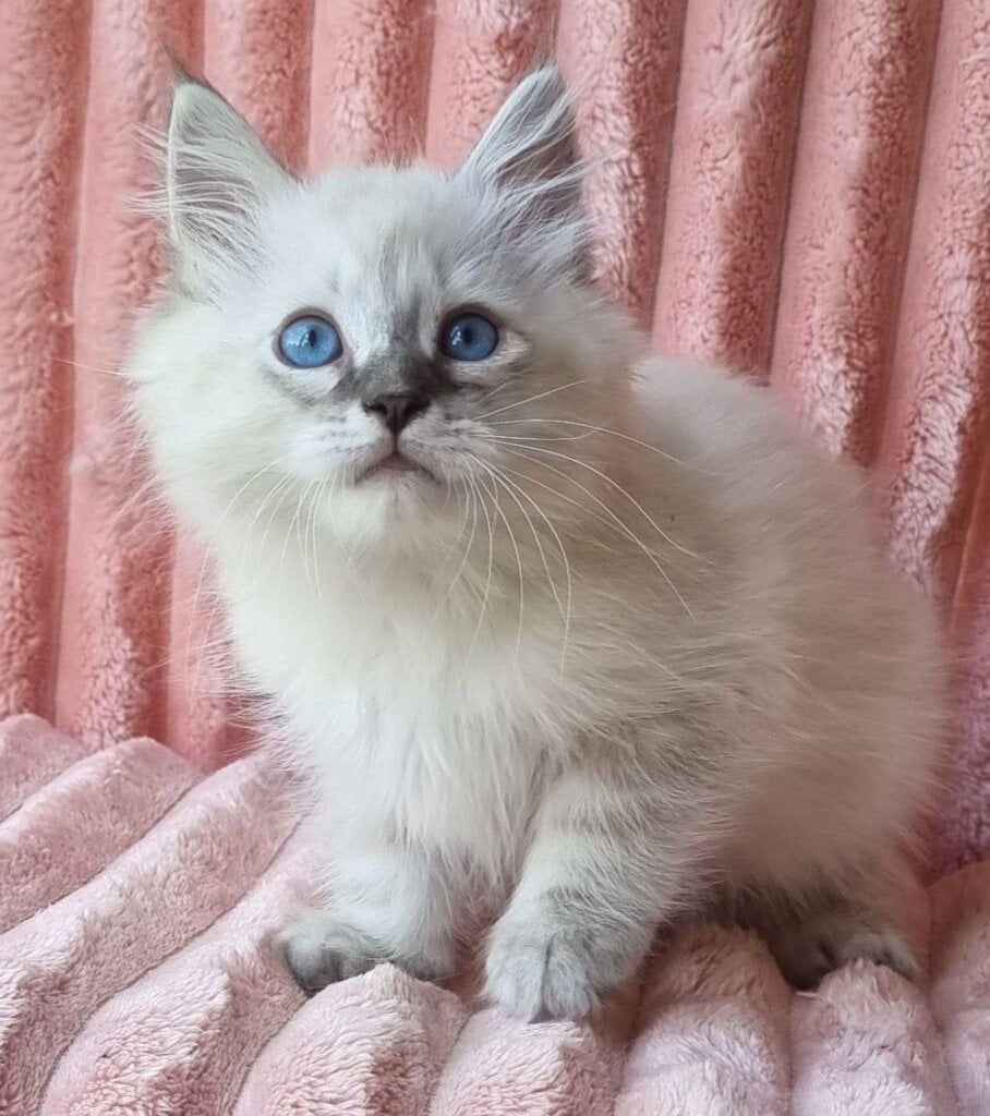 Nemir Siberian Male (Available) $2950
