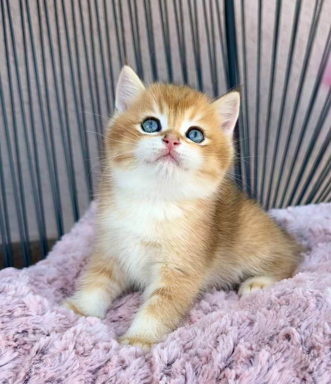 Sirius British Shorthair Male (Available) $2900