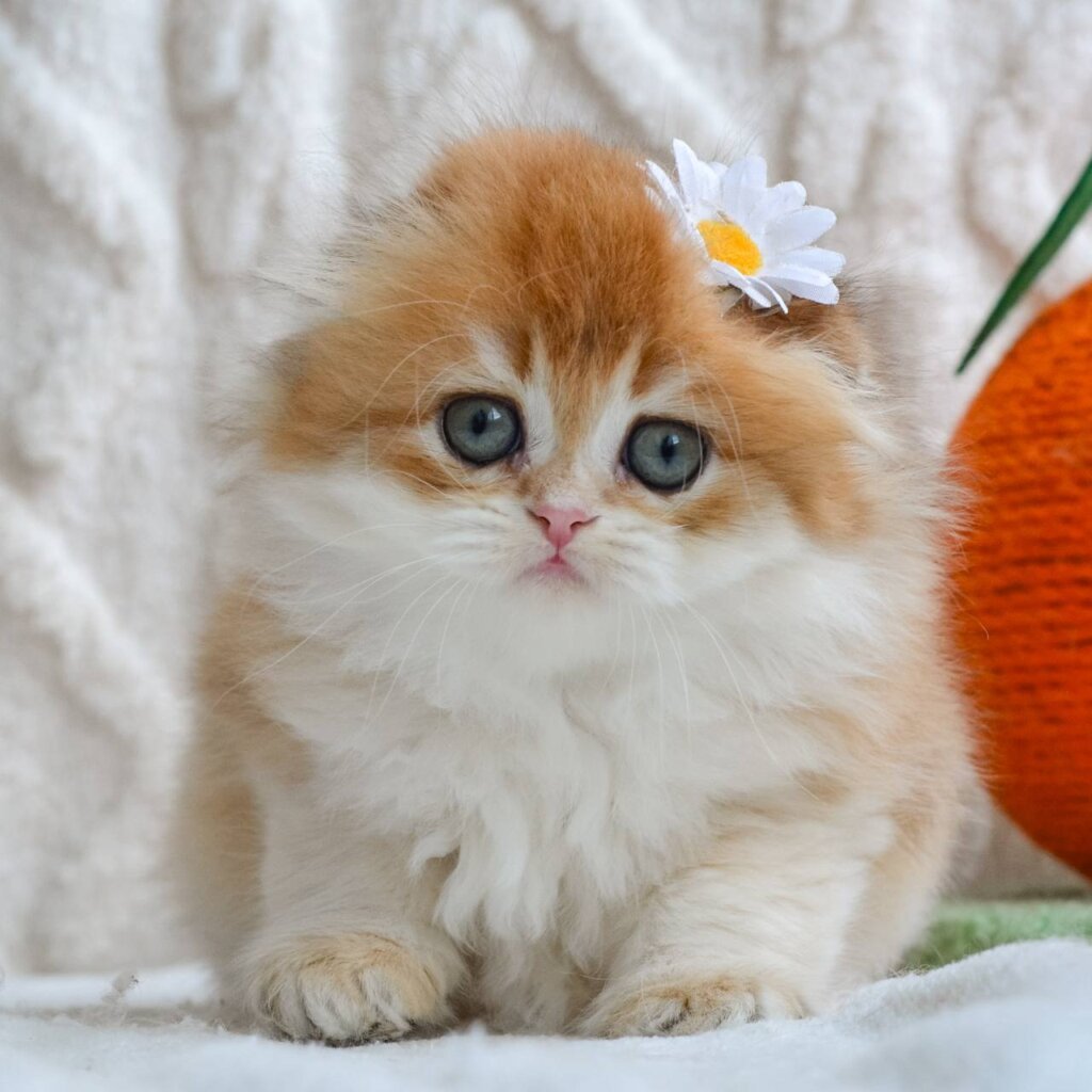 Aurelia Scottish Fold Female (Available) $2850