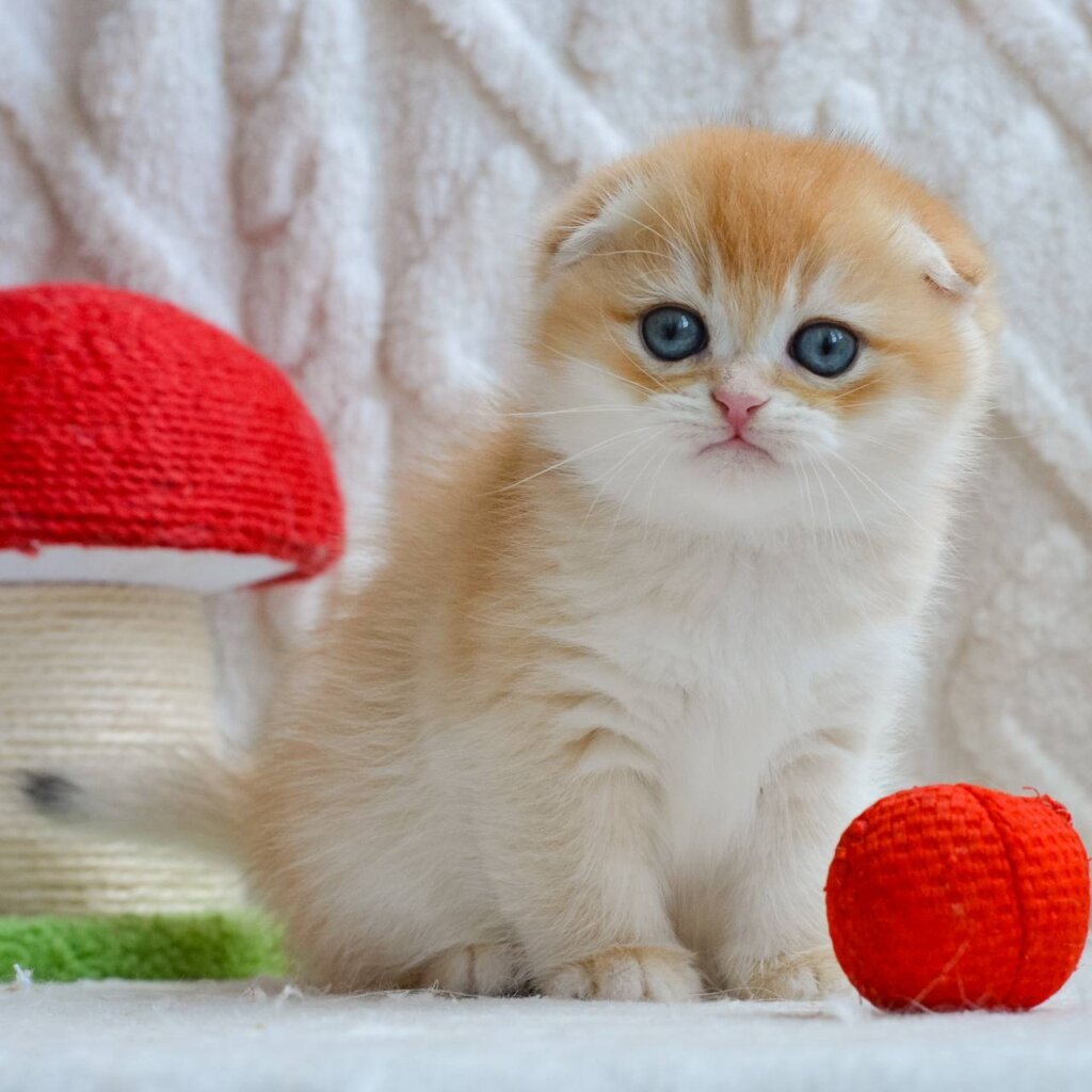 Apollo Scottish Fold Male (Available) $2850