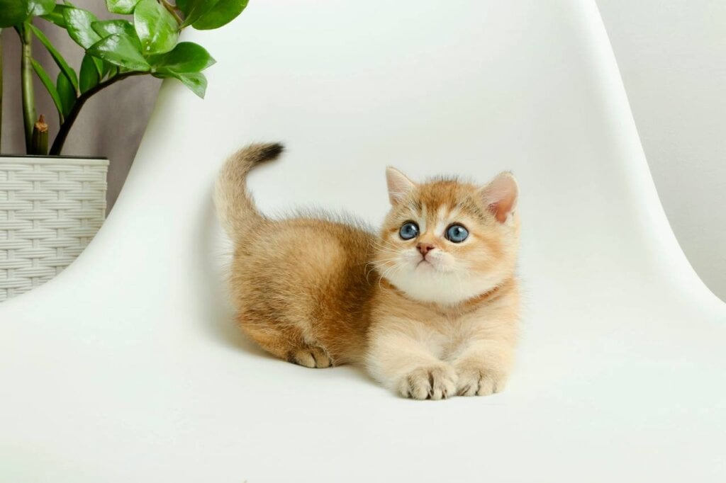Salvador British Shorthair Male (Available) $2900