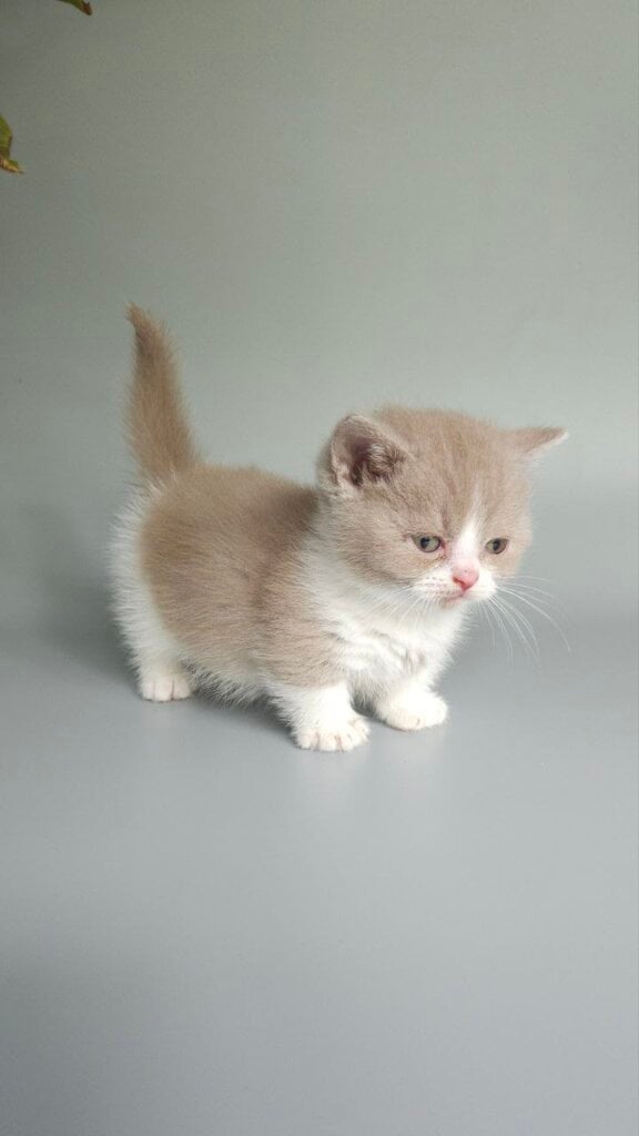 Bobotik Munchkin Male (Available) $3600
