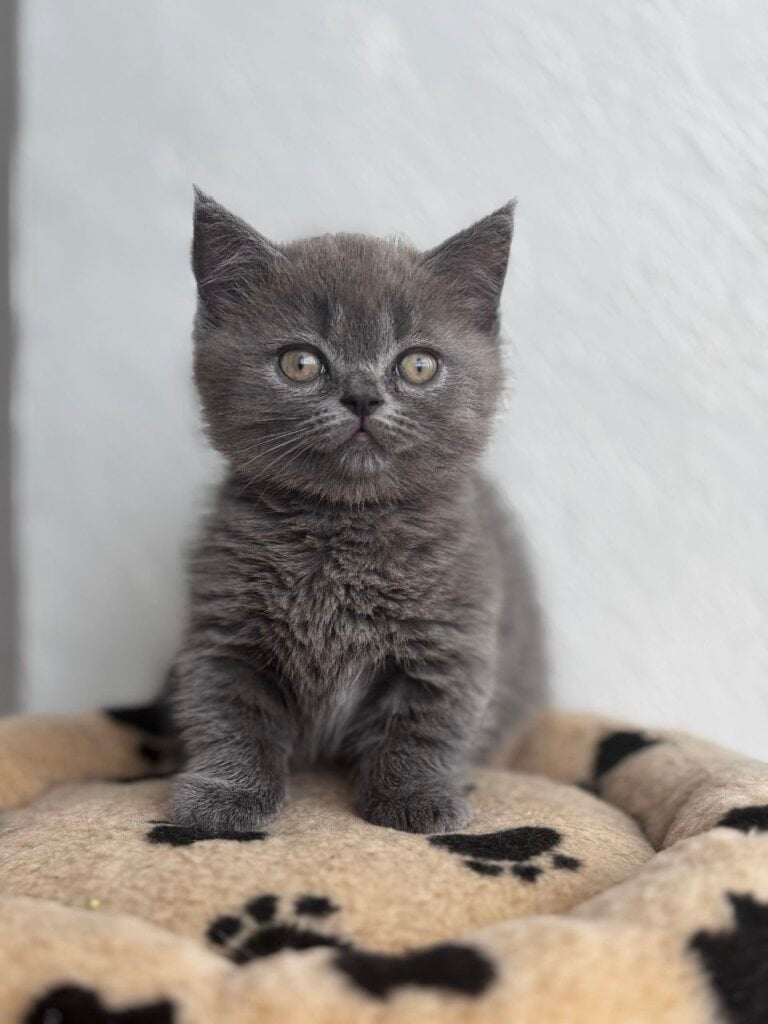 Benny Munchkin Male (Available) $3500
