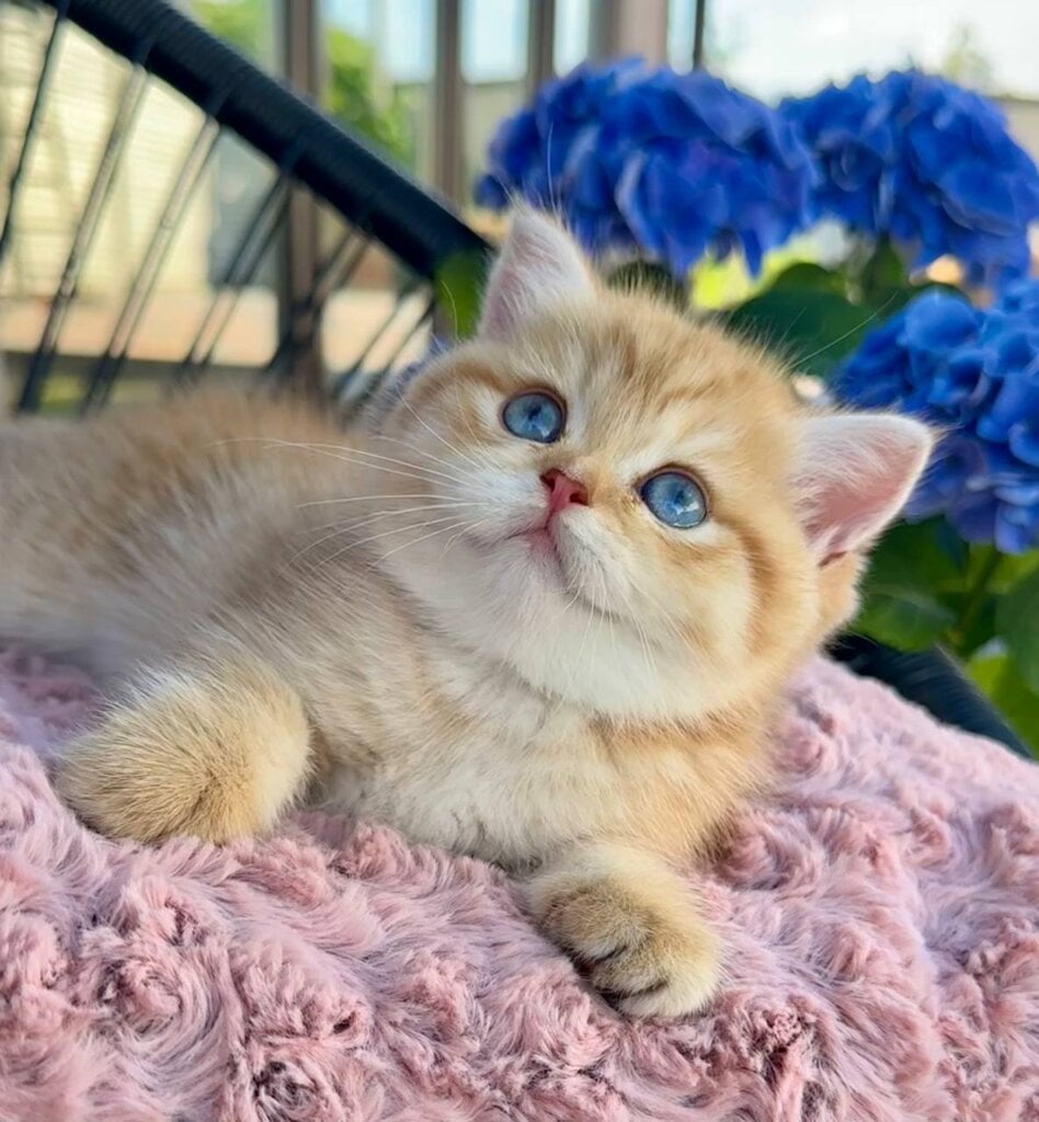Rose British Shorthair Female (Available) $4700