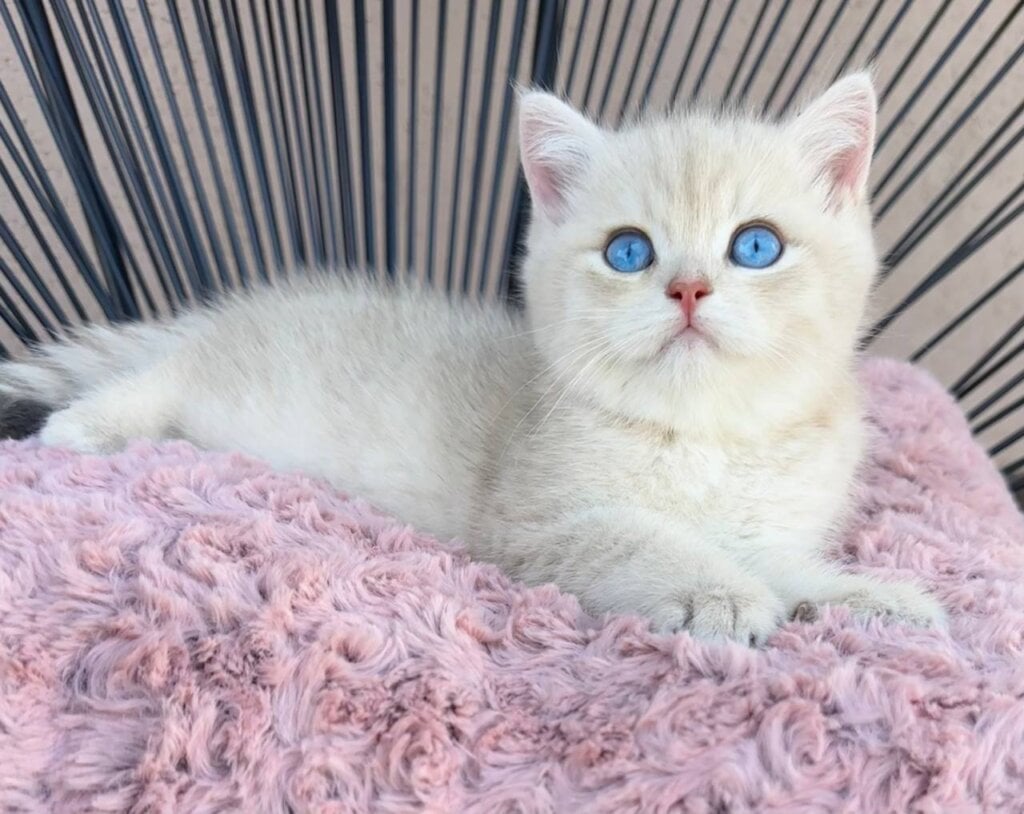 Ocean British Shorthair Male (Available) $4700