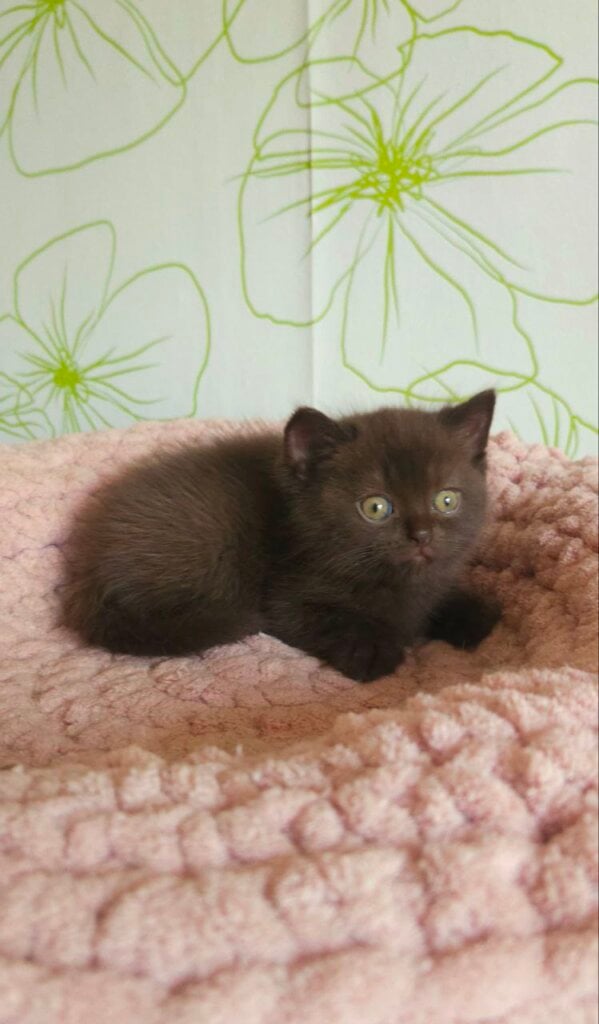 Bossi British Shorthair Male (Available) $3500