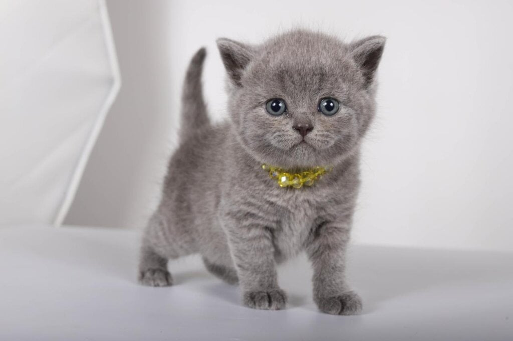 Luna British Shorthair Female (Available) $2400
