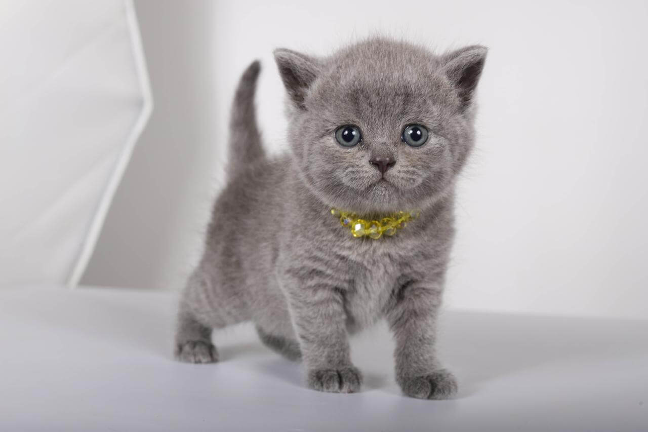 Luna British Shorthair Female (Available) $2400