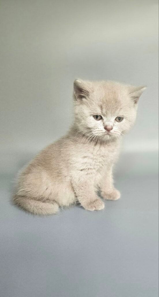 Bublik British Shorthair Male (Available) $3500