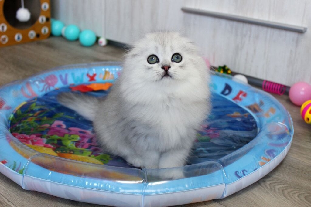 Adeline Scottish Fold  Female (Available) $2850