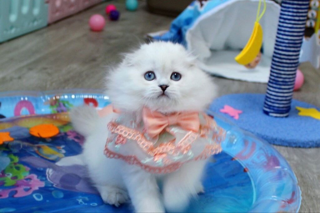 Agidel Scottish Fold Female (Available) $3000