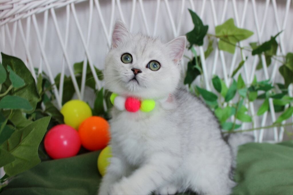 Aira Scottish Straight Female (Available) $2500