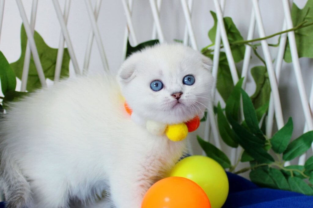 Bianca Scottish Fold  Female (Available) $3300