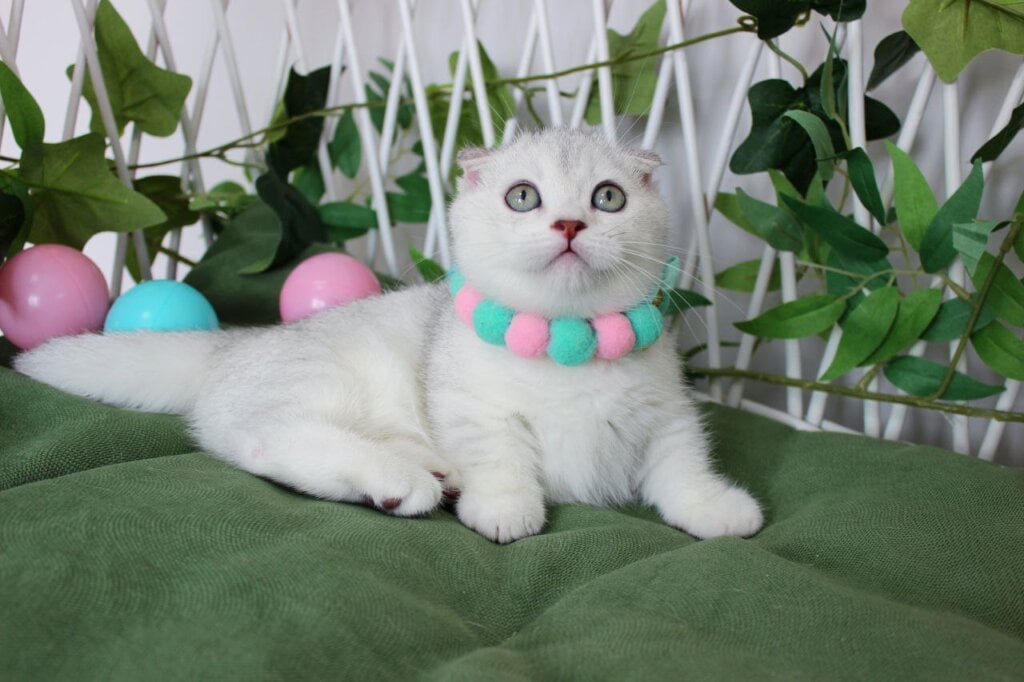 Arisha Munchkin Female (Available) $4600