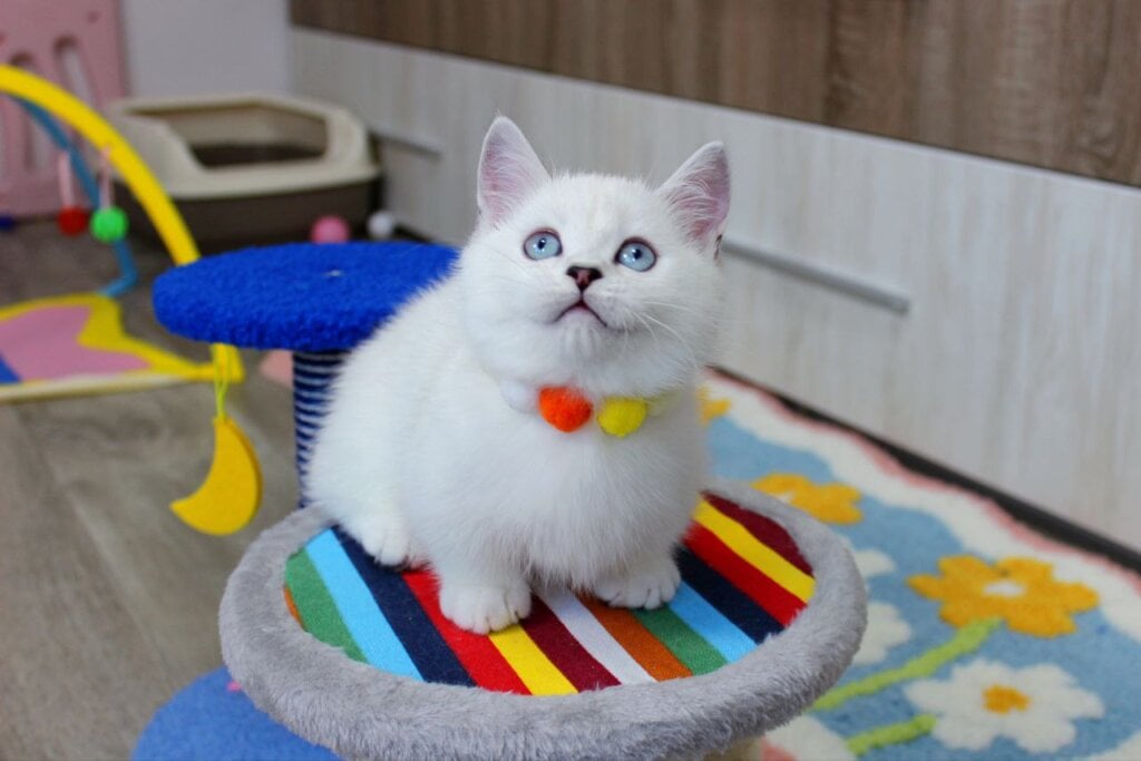 Adeline Munchkin  Female (Available) $4600