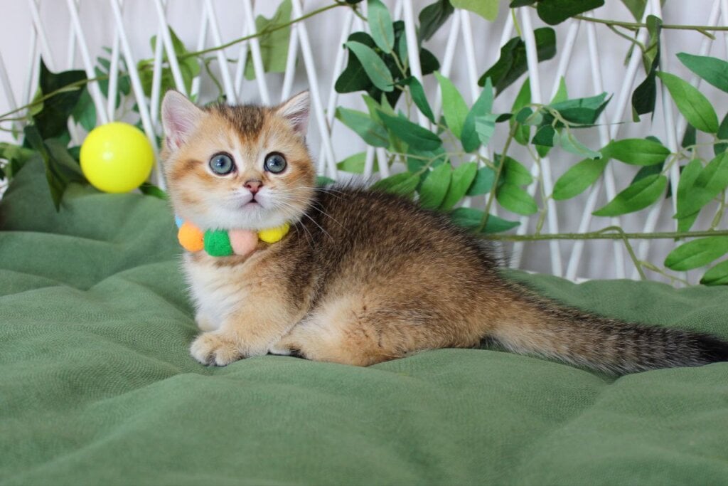 Barbie Munchkin Female (Available) $4800